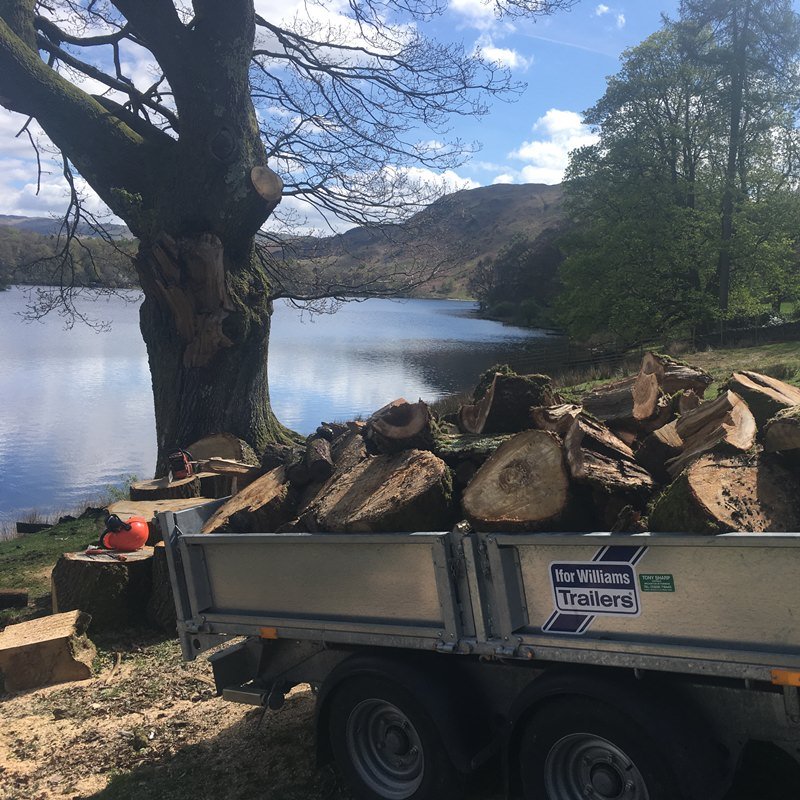 Many Sized Logs Available for Fire Wood