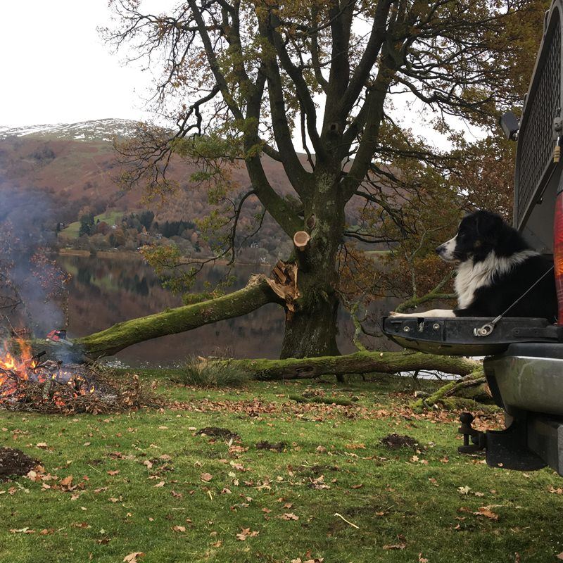 Tree Felling and Pruning in Grasmere - Cumbria